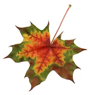 Maple Prints: Maple Leaf