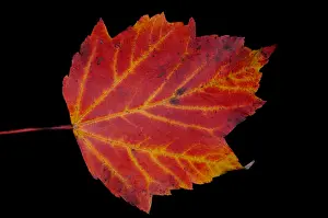 Maple Prints: Maple Leaf