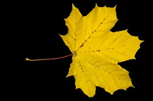 Maple Prints: Maple Leaf