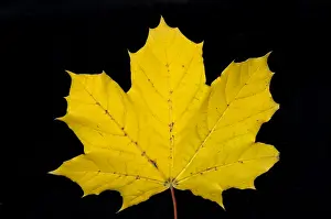 Maple Prints: Maple Leaf