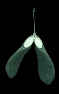 Radiographs Prints: Maple Seed