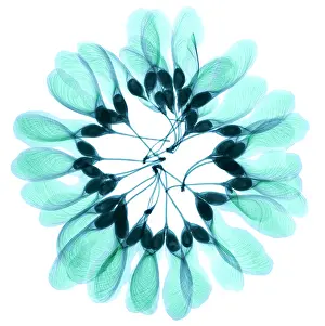 Design Prints: Maple Seeds, X-ray