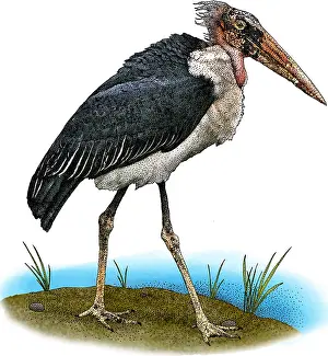 Wading Prints: Marabou Stork
