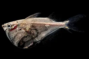 Surface Prints: Marble Hatchetfish