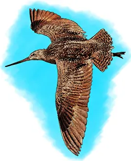 Marbled Prints: Marbled godwit