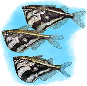 Fish Prints: Marbled Hatchetfish