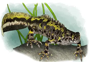 Europe Prints: Marbled newt
