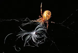 Marbled Prints: Marbled Orb-Weaver Spider
