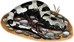 Marbled Prints: Marbled Salamander