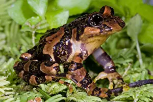 Marbled Prints: Marbled Wood Frog