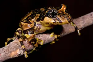 Marbled Prints: Marbled Wood Frog