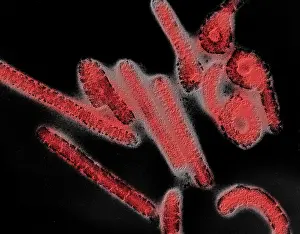 Pathogen Prints: Marburg virus