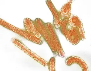Pathogen Prints: Marburg virus