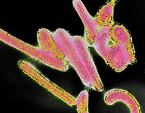 Pathogen Prints: Marburg virus