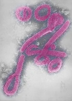 Pathogen Prints: Marburg virus