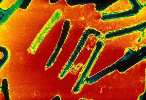 Histology Prints: Marburg Virus (TEM)