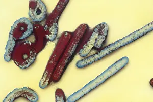 Histology Prints: Marburg Virus (TEM)