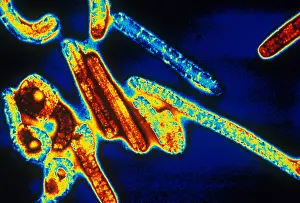 Histology Prints: Marburg Virus (TEM)