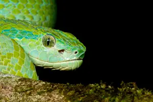 Viperidae Prints: March's Palm Pitviper