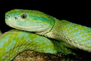 Vipers Prints: March's Palm Pitviper