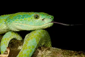 Central Prints: March's Palm Pitviper