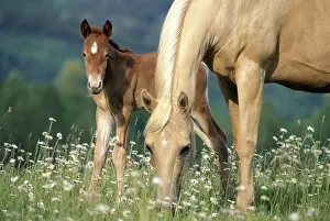 Field Prints: Mare And Foal In Meadow or Field of Flowers