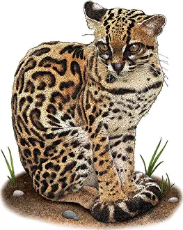 Felidae Prints: Margay, Leopardus wiedii, Illustration