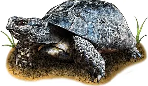 Tortoises Prints: Marginated tortoise