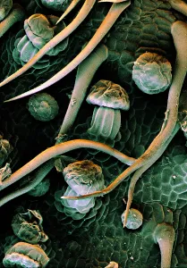 Nature, History, Science Prints: Marijuana, Cannabis sativa, under a microscope (SEM)