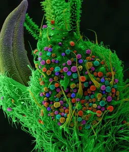 Sems Prints: Marijuana, Cannabis sativa, under a microscope (SEM)