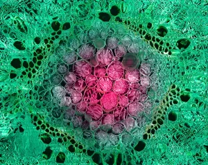Angiosperm Prints: Marijuana, Cannabis sativa, scanning electron micrograph
