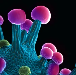False Prints: Marijuana, Cannabis sativa, scanning electron micrograph