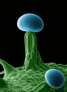 False Prints: Marijuana, Cannabis sativa, scanning electron micrograph