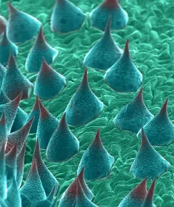 False Prints: Marijuana, Cannabis sativa, scanning electron micrograph
