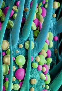 Mixed Science Images Prints: Marijuana Female Flower, scanning electron micrograph