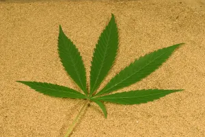 Drugs Prints: Marijuana leaf