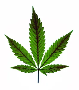 Drugs Prints: Marijuana Leaf, Cannabis sativa