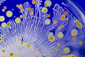 Magnified Prints: Marine Actinomycetes
