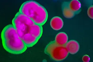 Magnified Prints: Marine Actinomycetes