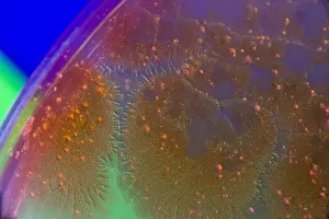 Magnified Prints: Marine Actinomycetes