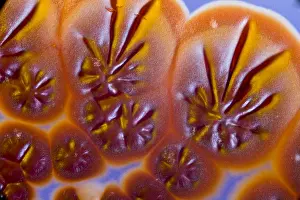 Magnified Prints: Marine Actinomycetes