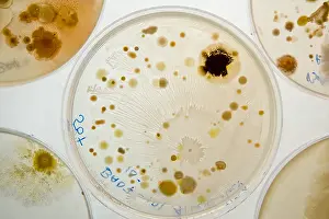 Bacteria Prints: Marine Actinomycetes