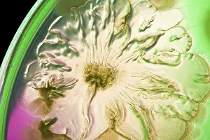 Bacteria Prints: Marine Actinomycetes