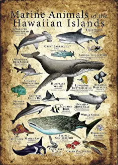 Turtle Prints: Marine Animals of the Hawaiian Islands