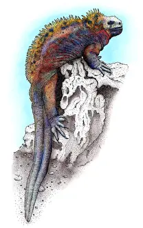 Galapagos Prints: Marine Iguana