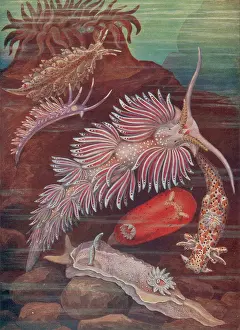 Nudibranch Prints: Marine Invertebrates, Sea Slugs