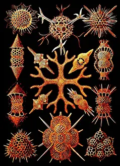 Single Celled Prints: Marine plankton