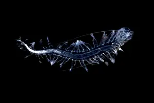 Worm Prints: Marine worm