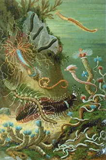 Lithographs Prints: Marine Worms