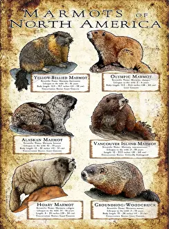 Poster Prints: Marmots of North America